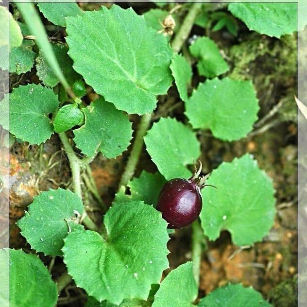 有仁堂贵州野牲铜锤玉带草地茄子草扣子草马莲草地浮萍鲜品干品干货