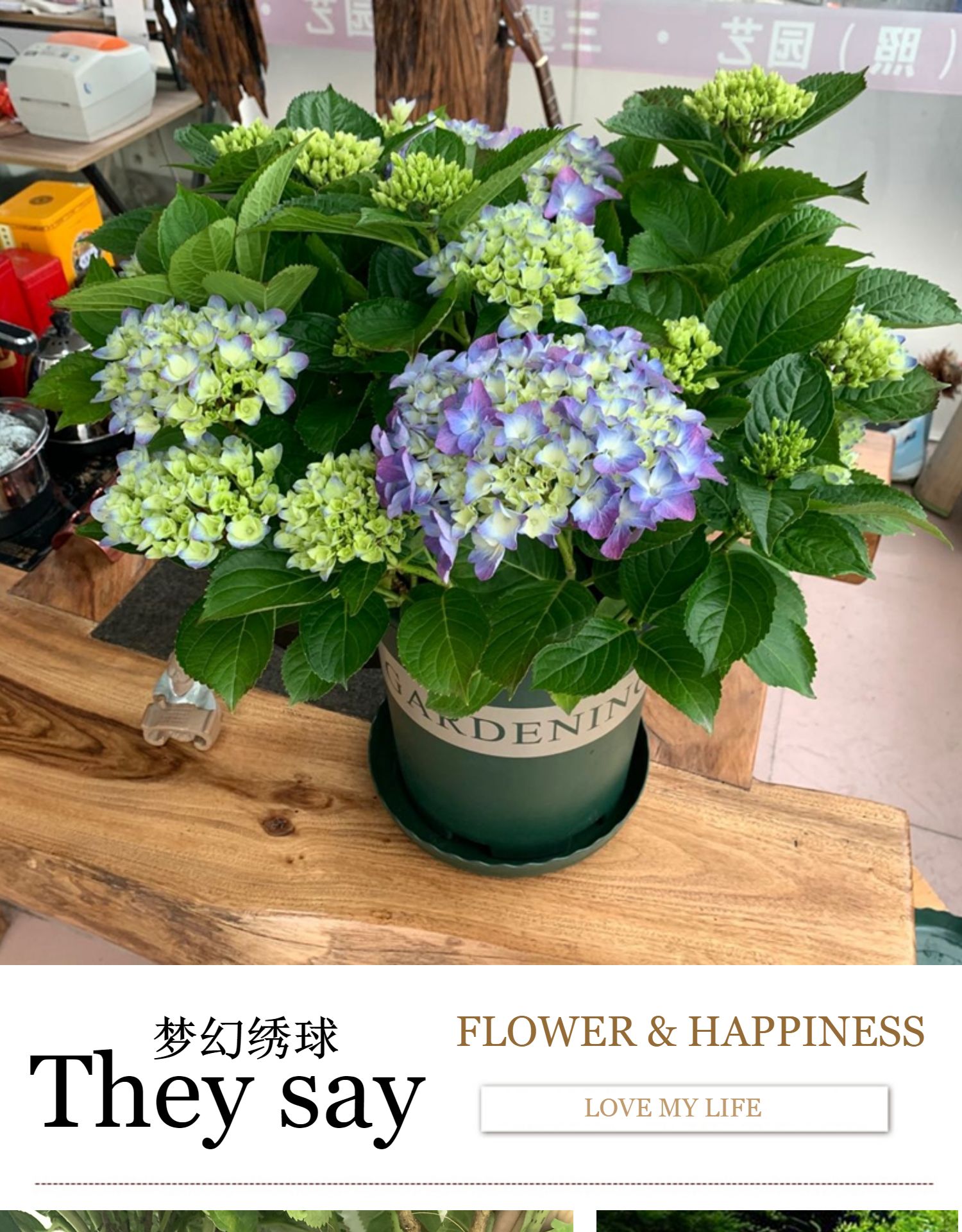 定制绣球花开花无尽夏梦幻易多变盆栽绿植阳台庭院花园农场精选带花