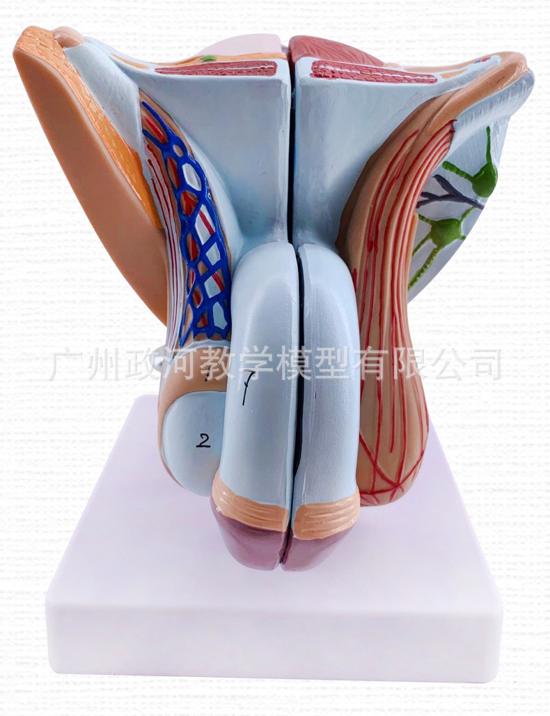 教学仿真男性生殖泌尿系统标本内外生殖模型睾丸解剖模型医疗教具