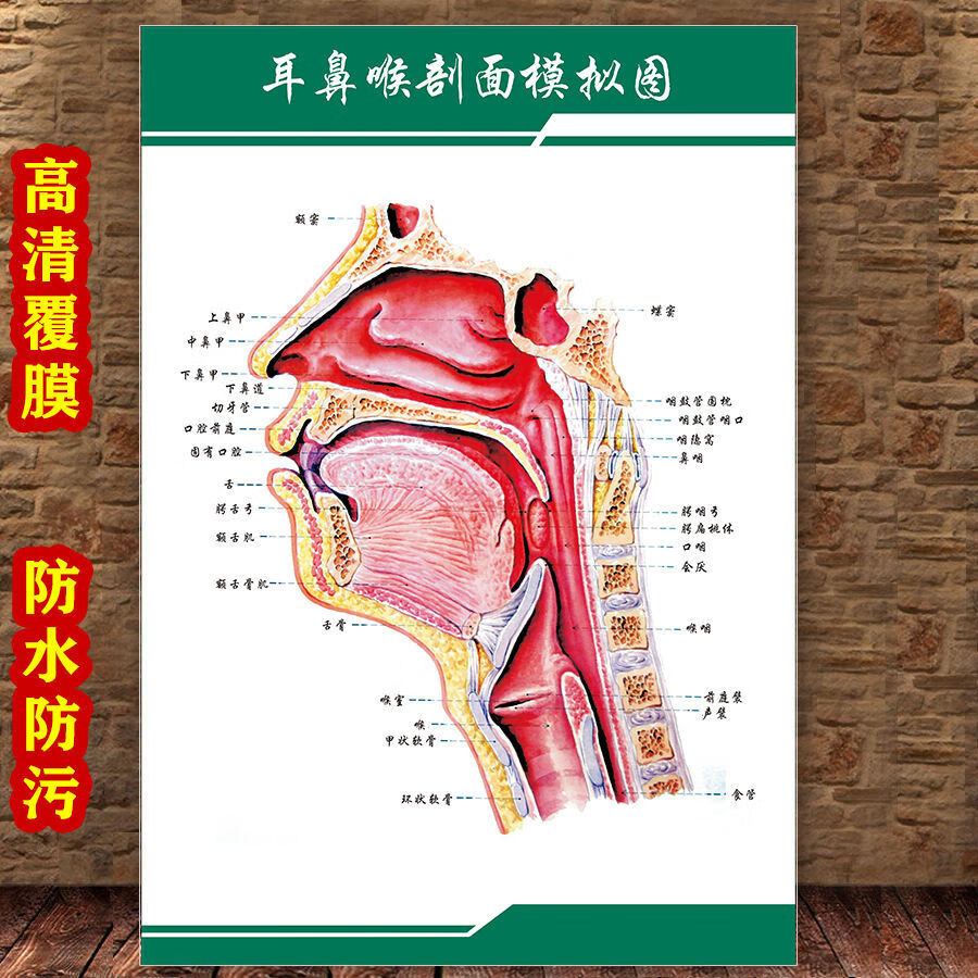 女性生殖图人体内脏解剖系统示意图医学宣传挂图人体结构海报梦倾城