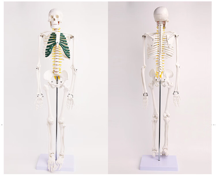 人体骨骼模型85cm人体脊椎骨架脊柱标本全身骨骼模型小骷髅人 85厘米