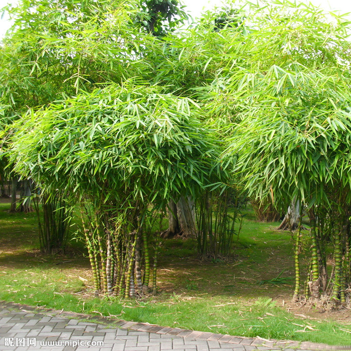 绿植花卉可水培土培佛肚竹 佛竹 罗汉竹 盆栽室内观赏竹 形状奇特 大