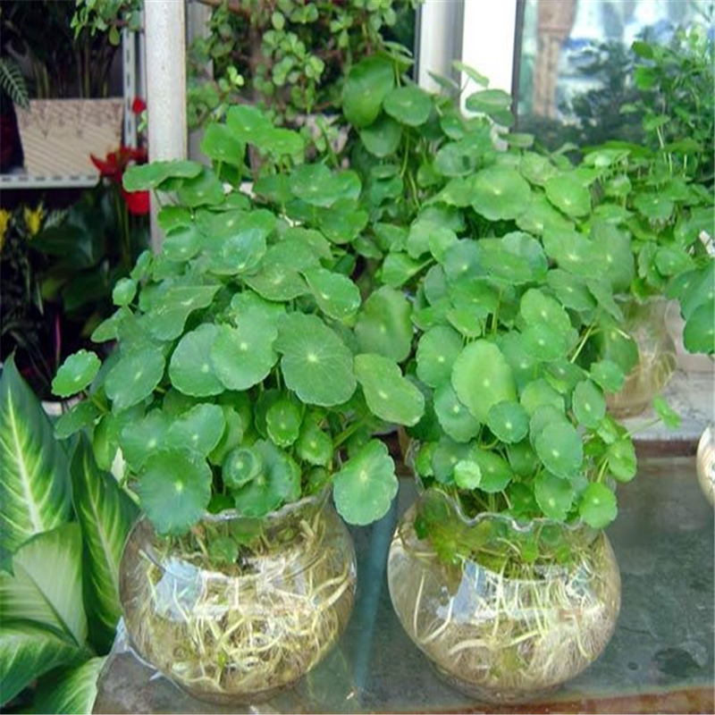 轩薇水培植物花卉盆栽铜钱草金钱草桌面水培绿植萤光绿