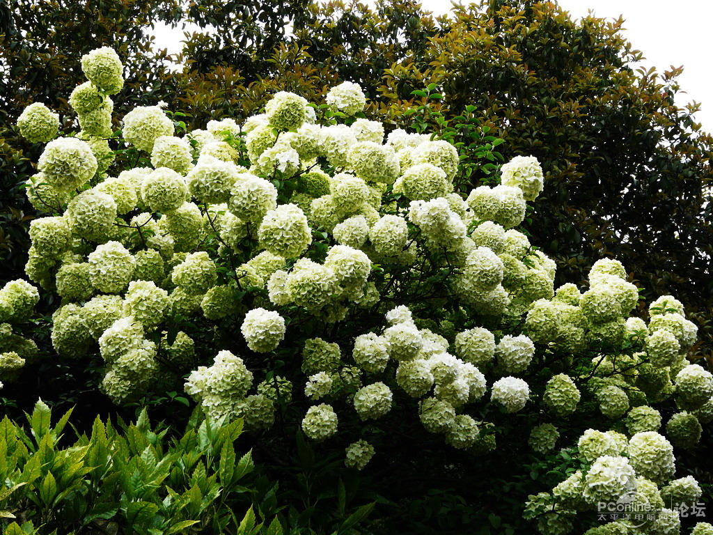 木本绣球树苗木绣球花苗琼花树苗阳台盆栽花卉别墅庭院开花植物5年苗