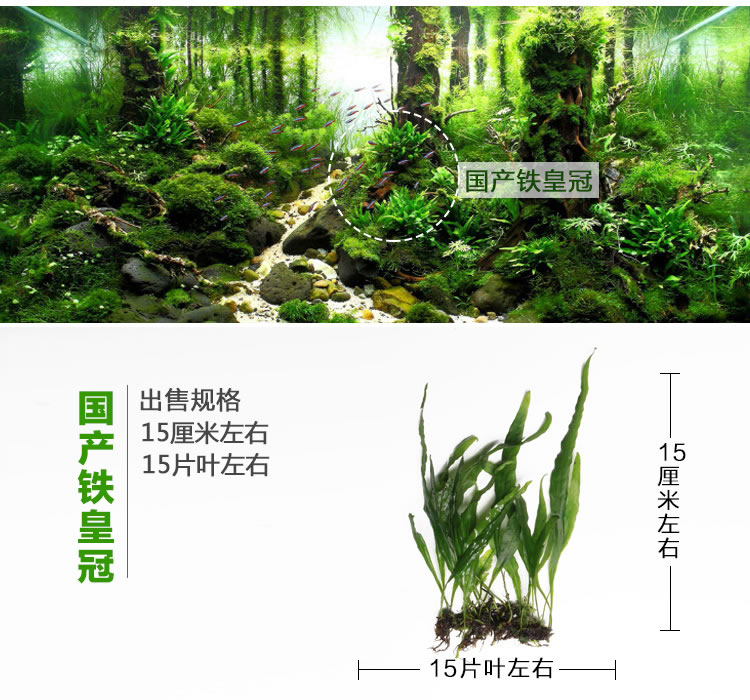 中景真水草集锦 鱼缸真水草造景套餐 水草活体水榕黑木蕨细叶铁皇冠