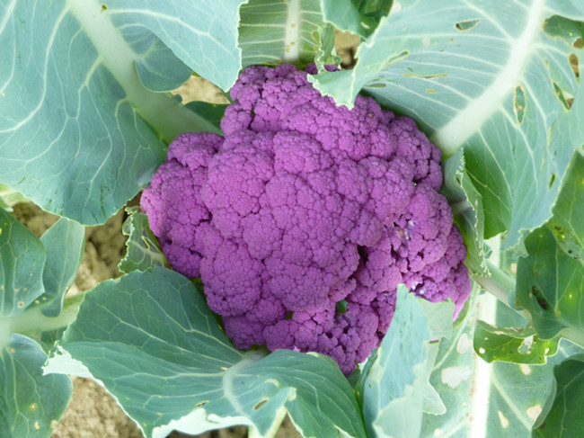 tllz紫色花椰菜种子花菜蔬菜种子营养价值高适合各地栽培约20粒