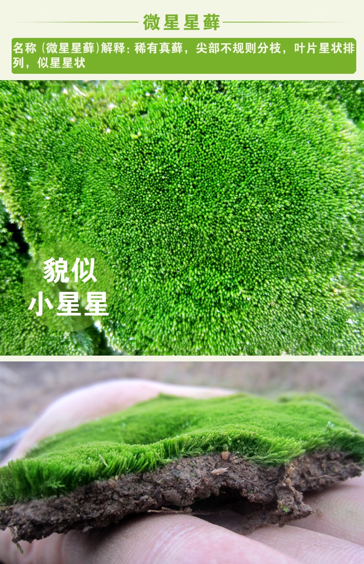 楠致假山草苔藓种子孢子盆景青苔上水石吸水石草籽草种子花草植物造景