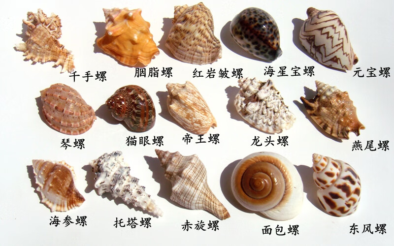 贝壳工艺品 天然海螺贝壳珊瑚海星水族箱鱼缸造景装饰