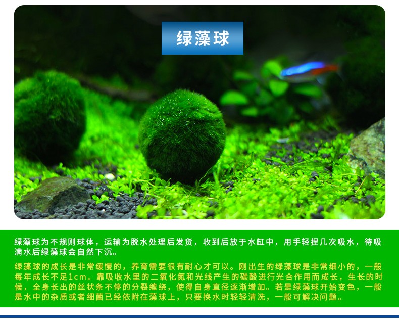 品牌: 鱼官儿 商品名称:鱼官儿 大三角莫丝 火焰莫斯 水藻球鱼缸造景