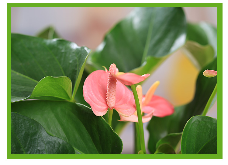 水培白掌红掌粉掌植物室内绿植花卉园艺桌面小盆栽观花水培植物水培