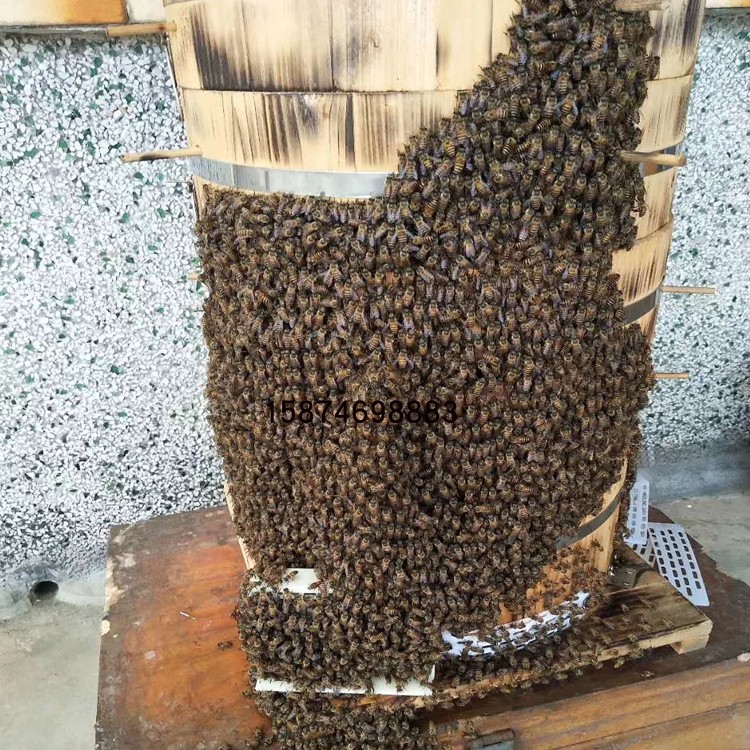 ddwj圆桶格子蜂箱蜜蜂圆格子箱土蜜蜂蜂桶土养木桶加厚招蜂诱蜂桶 2.