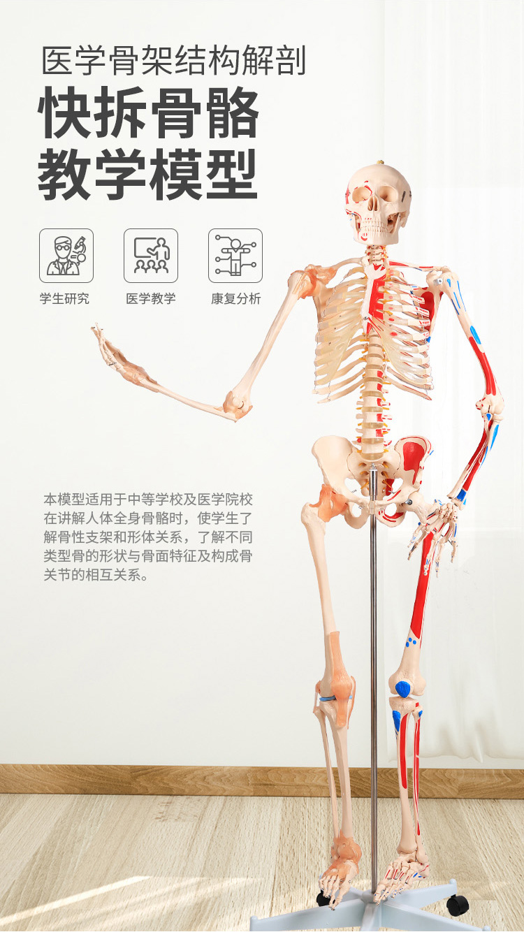 85cm180cm人体骨骼模型骨架 人体脊柱脊椎模型仿真人体模型可拆卸 bix