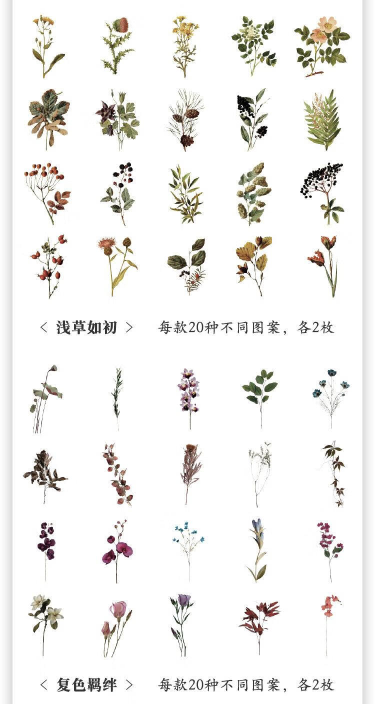 16，自然博物館手賬貼紙包複古兒童手帳貼畫pet花草蝴蝶貼貼紙 純白巡禮-40張