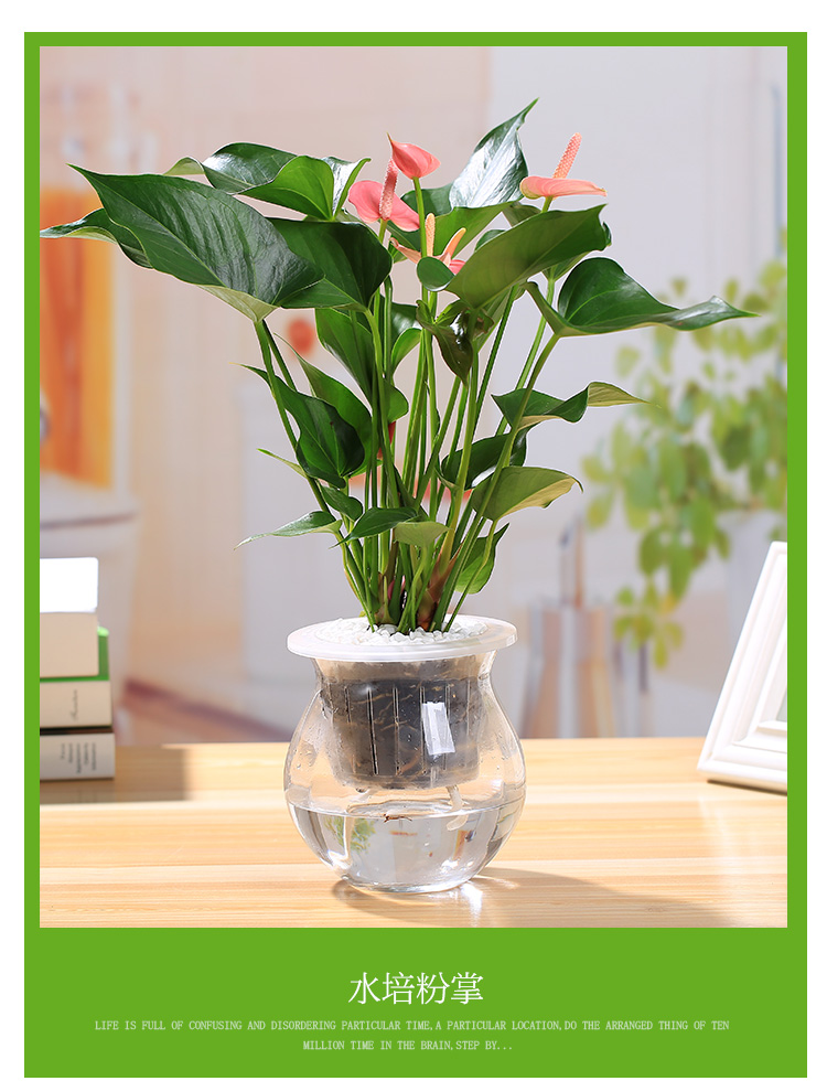室内绿植花卉园艺桌面小盆栽观花水培植物水培粉掌圆球玻璃瓶带盆栽好