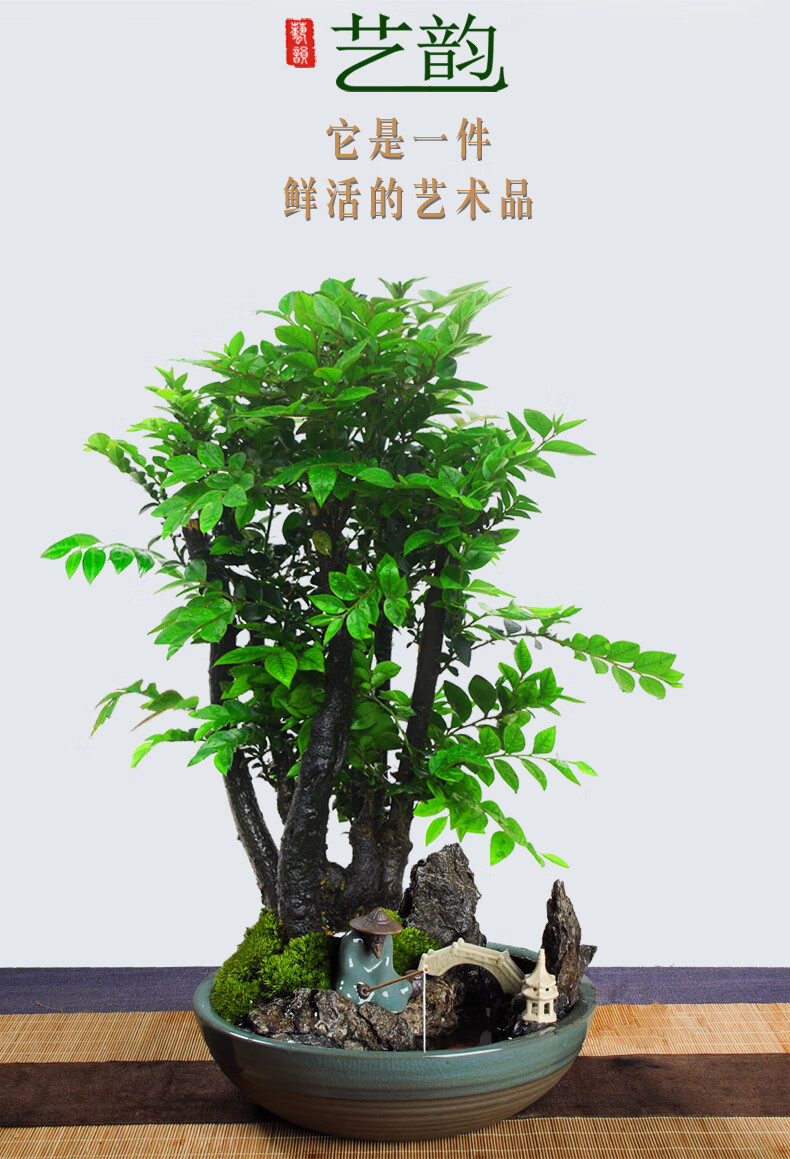 小叶紫檀盆景植物室内四季常青树苗花卉老桩老根木本绿植盆栽【独特