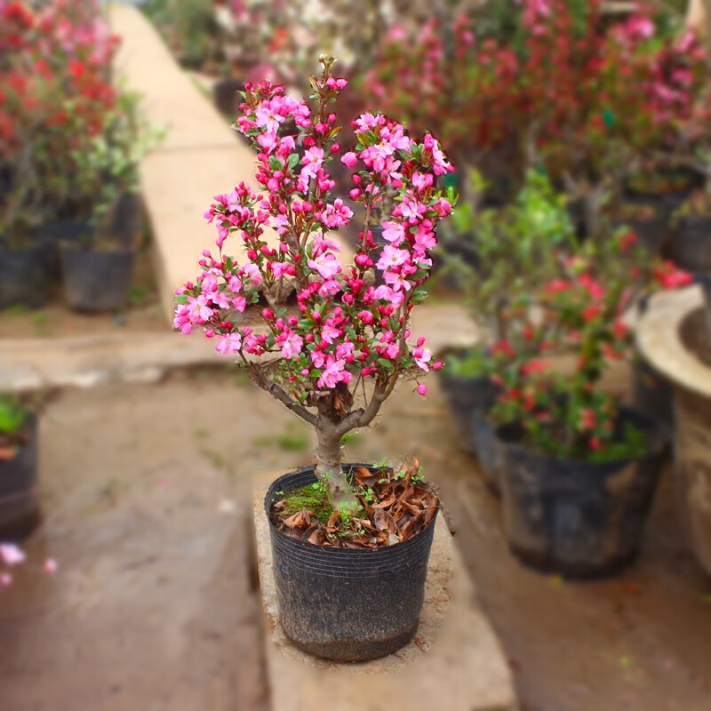 四季开花庭院盆栽树苗老树桩重瓣红花盆景带花苞垂丝海棠7年苗不含盆