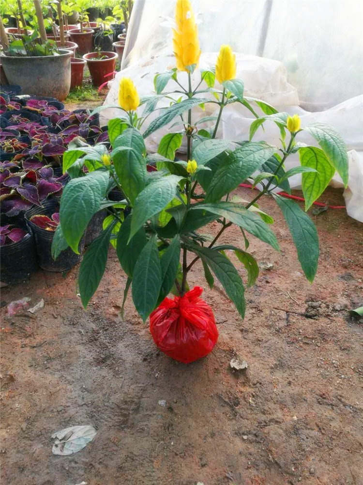 金苞花黄虾衣金包银开花植物 花株丛整齐花色鲜黄花期四季 黄虾衣 不