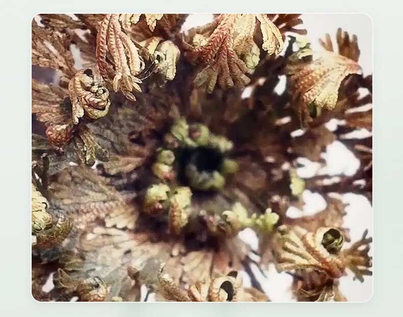 Bb LABORATORIES苾莱宝bblab复活草舒缓保湿补水涂抹面膜敏感肌可用节日新年礼物 175g/瓶+面膜刷