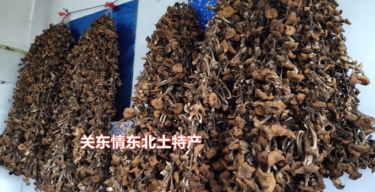 榛蘑东北蘑菇干货特级山珍蘑菇干含丁小鸡炖蘑菇用的榛蘑500g500g