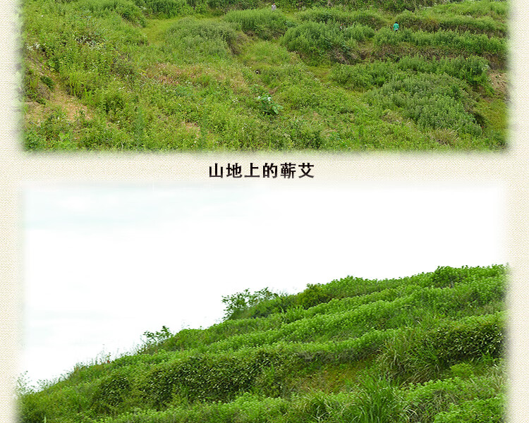 艾世康【艾叶艾草精选】干艾叶泡脚包足艾叶发汗山地月子2袋浴粉泡澡家用洗头发汗月子 【山地艾叶买1 送1】发2袋详情图片9