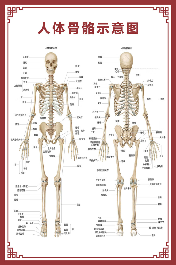 人体肌肉结构图挂图人体骨骼图大挂图器官示意图内脏结构图穴位图人体