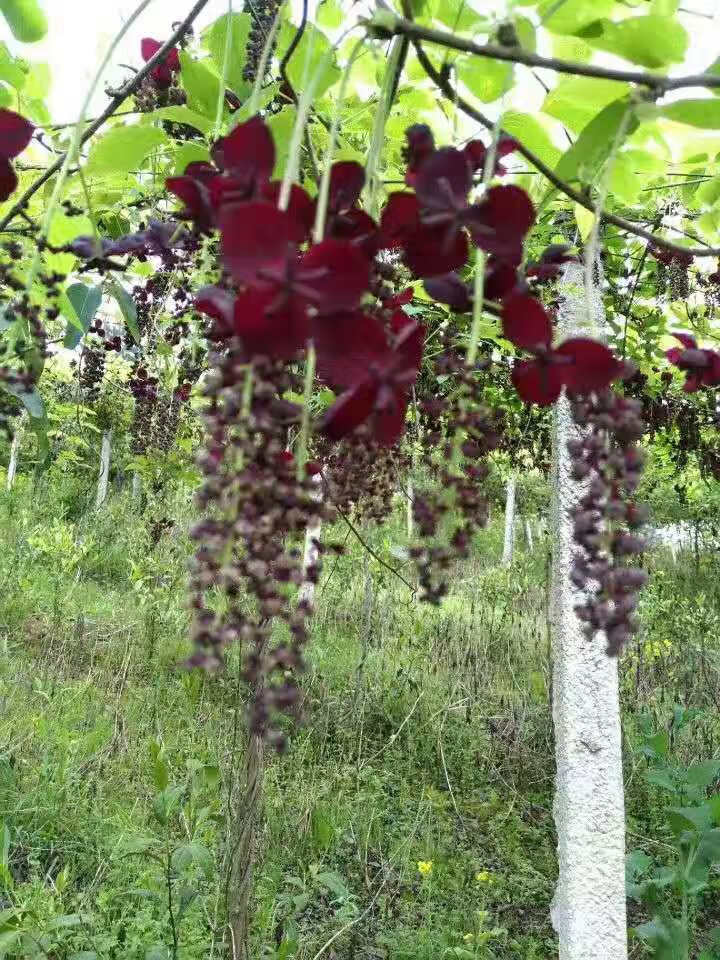 笑可 八月瓜 果树苗当年结果野生八月瓜苗四季种植南方八月炸树苗