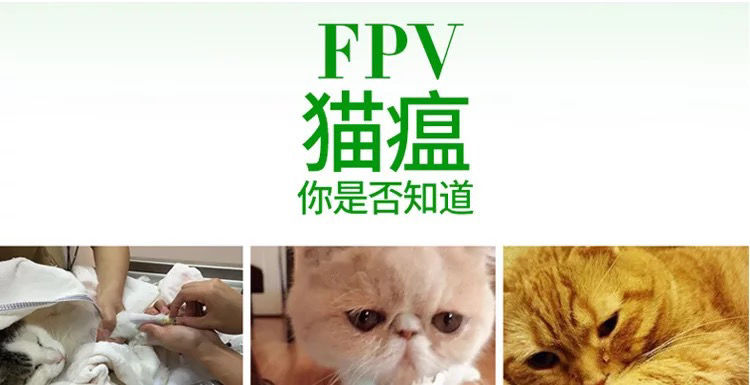 猫瘟试纸猫鼻支试纸猫传腹试纸弓形虫猫杯状猫冠状试纸猫咪检测猫瘟猫