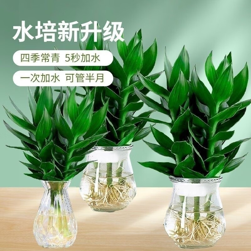 水培观音竹四季常青 绿植环保室内清新净化空气盆栽吸甲醛防辐射 白色观音竹3支+瓶