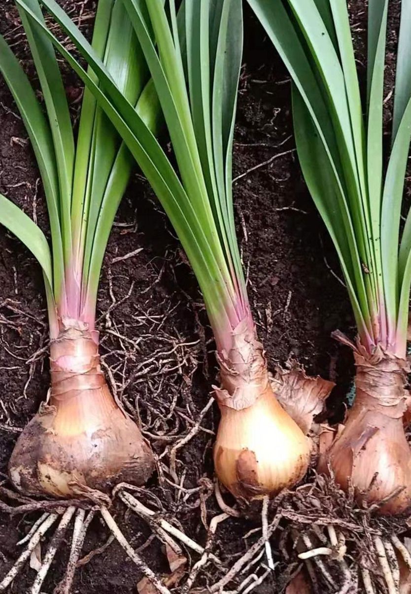 米囹红心紫根兰盆栽植物室内绿植好养好看开花绿色植物直径45厘米1颗