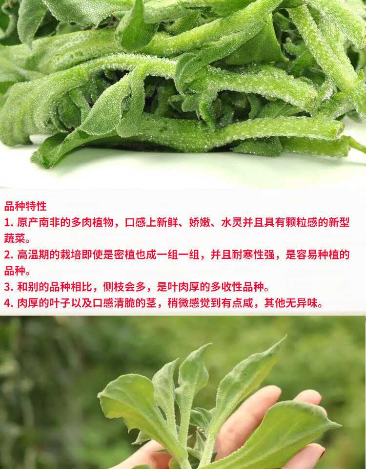 冰菜种子非洲冰菜种子 冰晶菜种籽 特色蔬菜 阳台庭院大面积 非洲冰菜