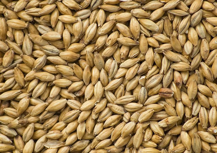 大麦种子 高产型种绿肥农作物 猫草若叶种子 种植可榨汁 25斤