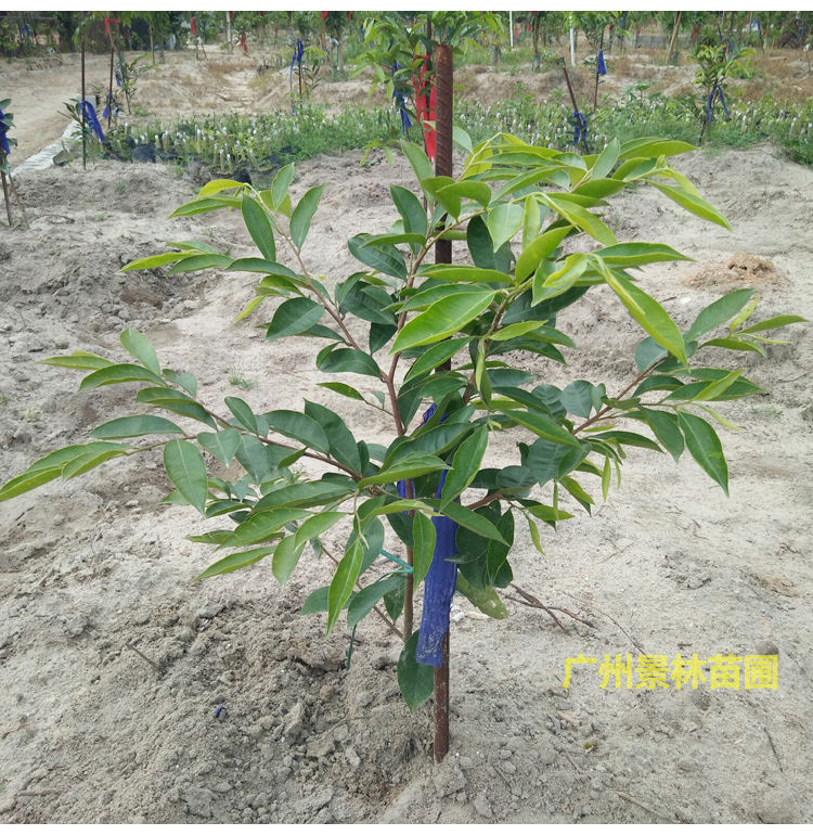 正宗奇楠沉香树苗嫁接奇楠沉香小苗南方北方种植盆栽常绿名贵苗木