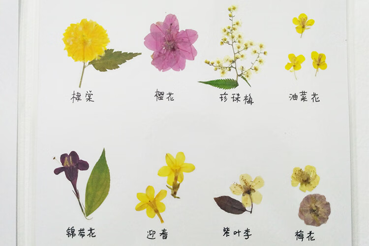 塑封植物标本卡a4干树叶教学教具不同形状的叶子各种叶型树叶标本 12