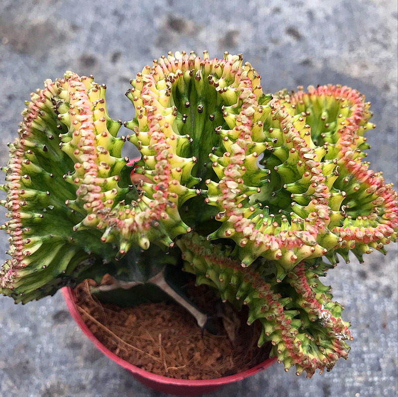 多肉植物彩色麒麟掌盆栽花卉嫁接玉麒麟缀化锦仙人球带盆带土 红麒麟