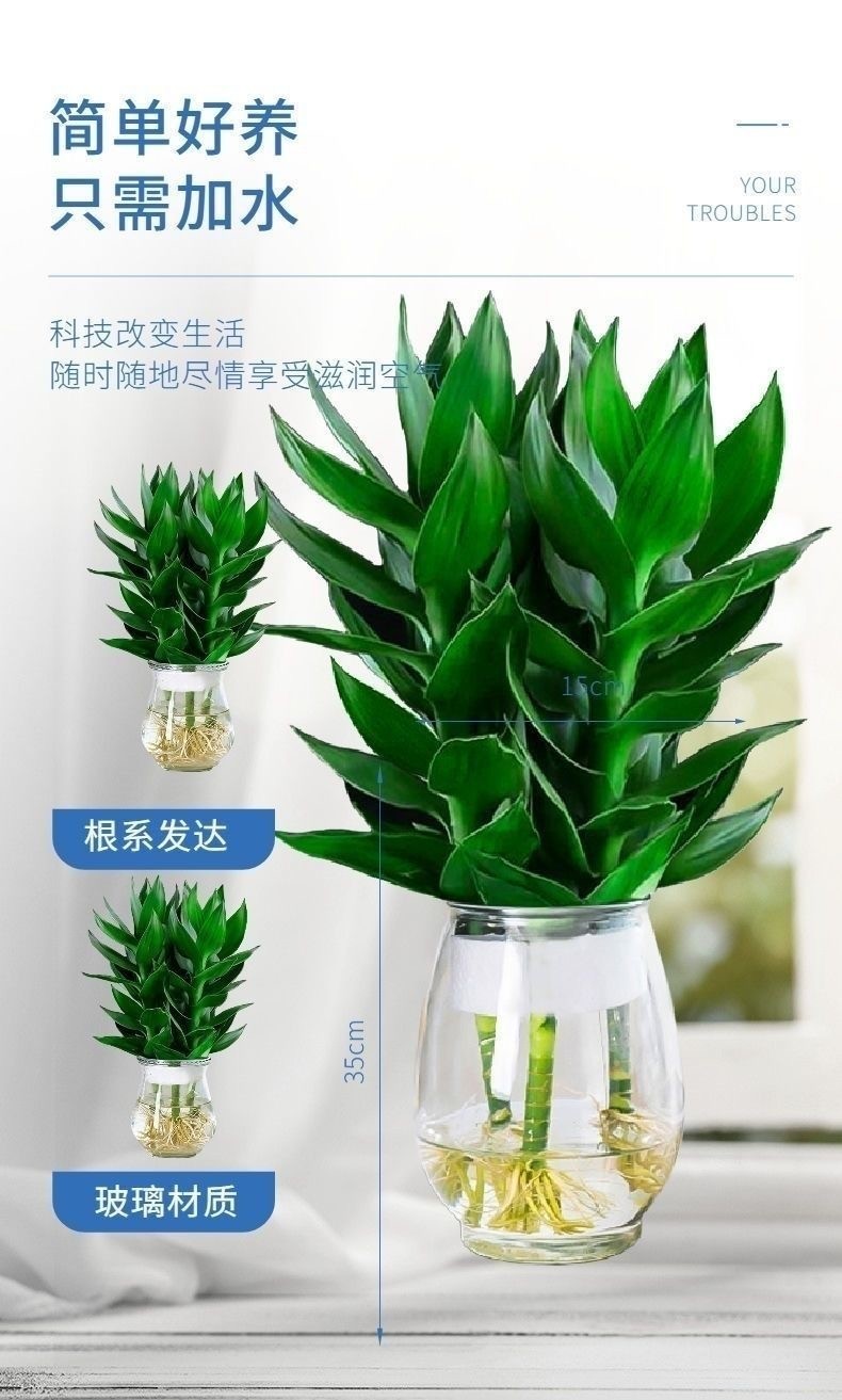 水培观音竹四季常青 绿植环保室内清新净化空气盆栽吸甲醛防辐射 白色观音竹3支+瓶