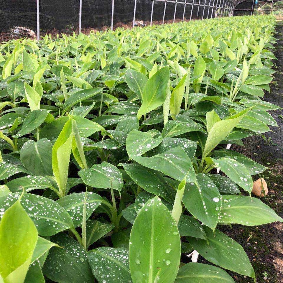 香昔庄园香蕉苗苹果蕉苗红香蕉苗粉蕉皇帝蕉树苗庭院盆栽种植当年结果