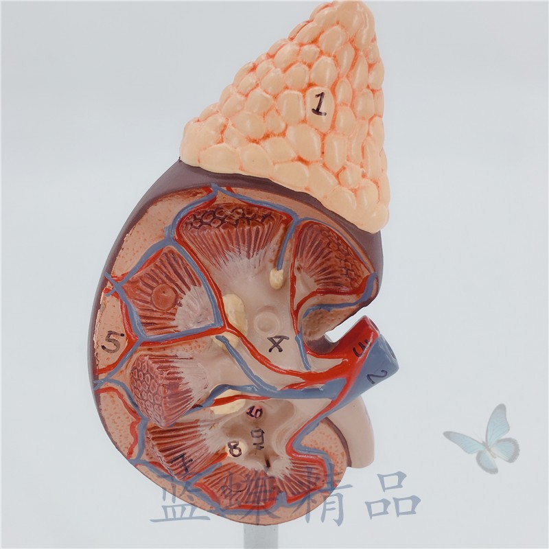 肾脏 模型 人体 内脏模型 骨骼 自然大肾解剖附肾上腺模型标本 a款