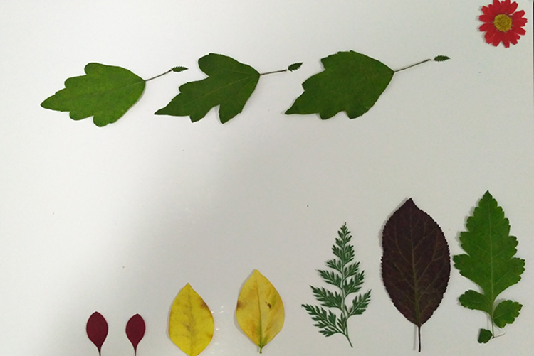 叶画树叶粘贴画植物标本金鱼蝴蝶真叶子作画幼儿园学生手工塑封膜