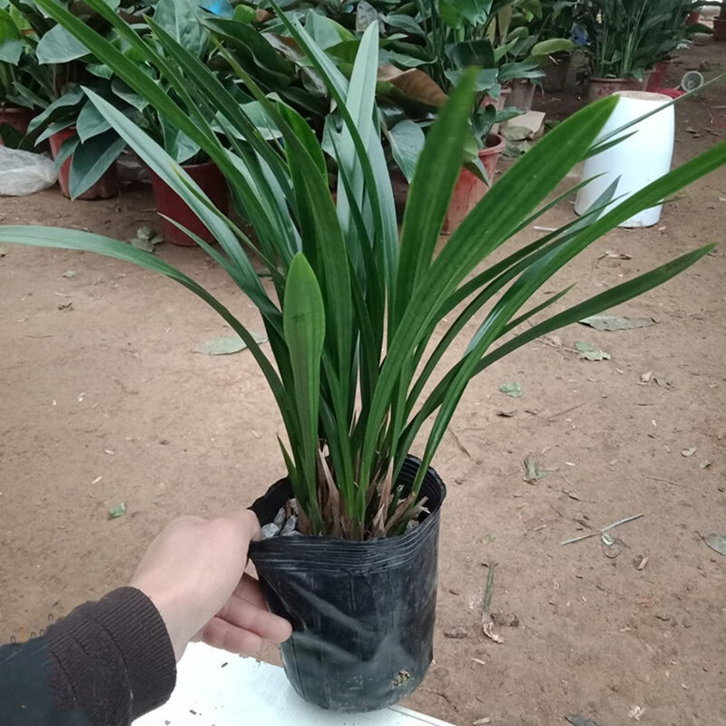春沭兰花苗盆栽墨兰花苗绿植企黑墨兰苗兰花苗高档室内盆栽植物整盆