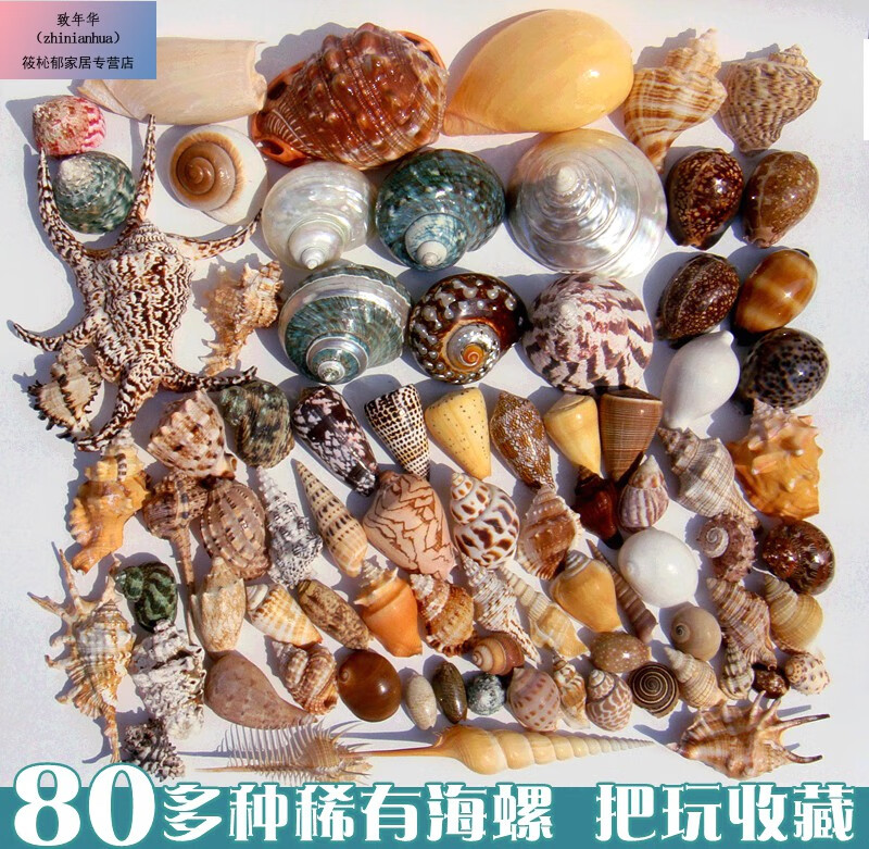 天然海螺贝壳珊瑚海星水族箱鱼缸造景装饰地中海工艺品创意漂流瓶 26