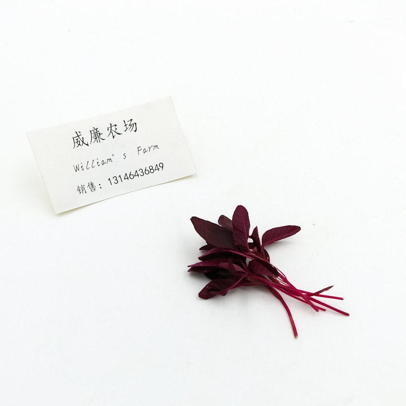 迷你安曼红安曼红苗芽菜斯卡纳苗西餐装饰amaranthred20gbox