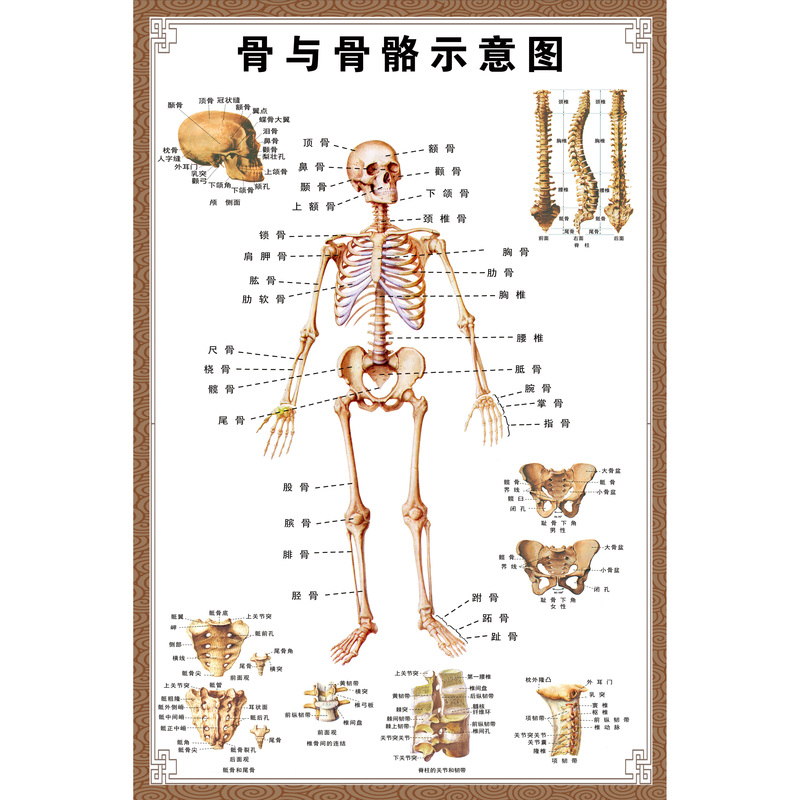 解剖图系统示意图医学宣传挂图肌肉骨骼分布图中医院海报人体结构图hb