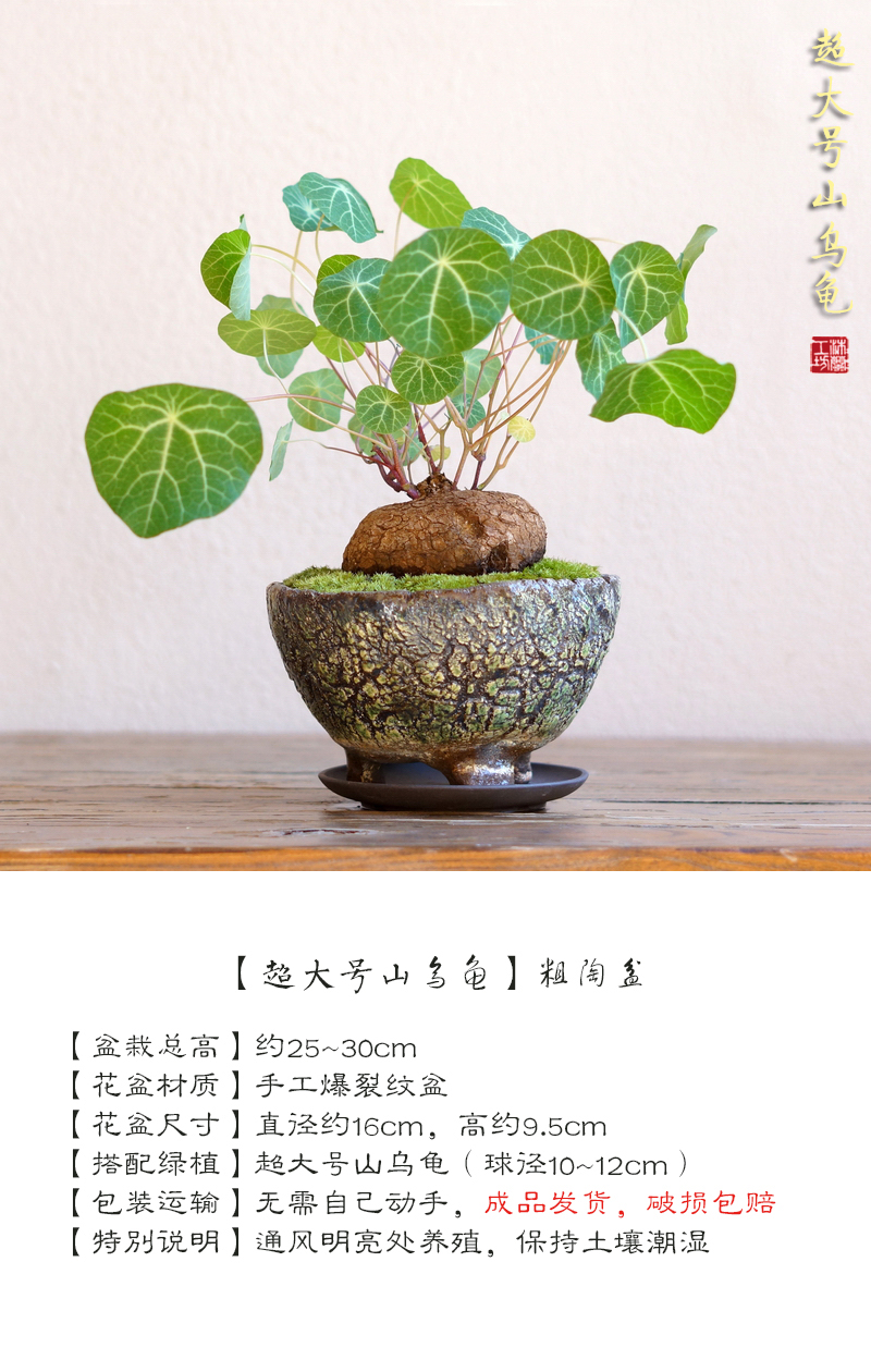 室桌茶桌面绿植圆叶盆栽爬藤小绿植 山乌龟(球茎约7cm)红藤款3叶子版