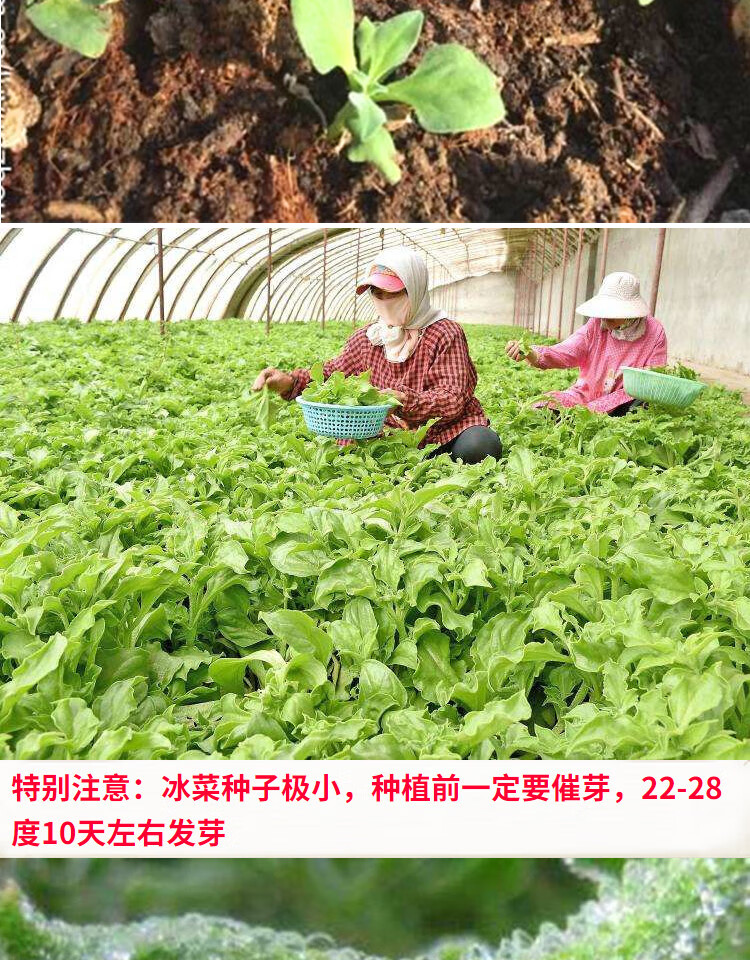 冰菜种子非洲冰菜种子 冰晶菜种籽 特色蔬菜 阳台庭