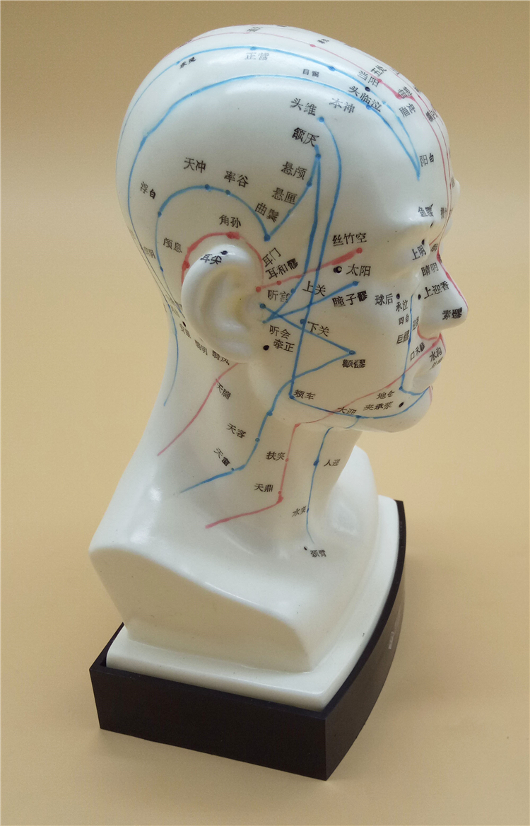 伟叶头部针灸穴位模型大小可选高经络穴位图脑袋面脸部按摩刮痧丰帆铜