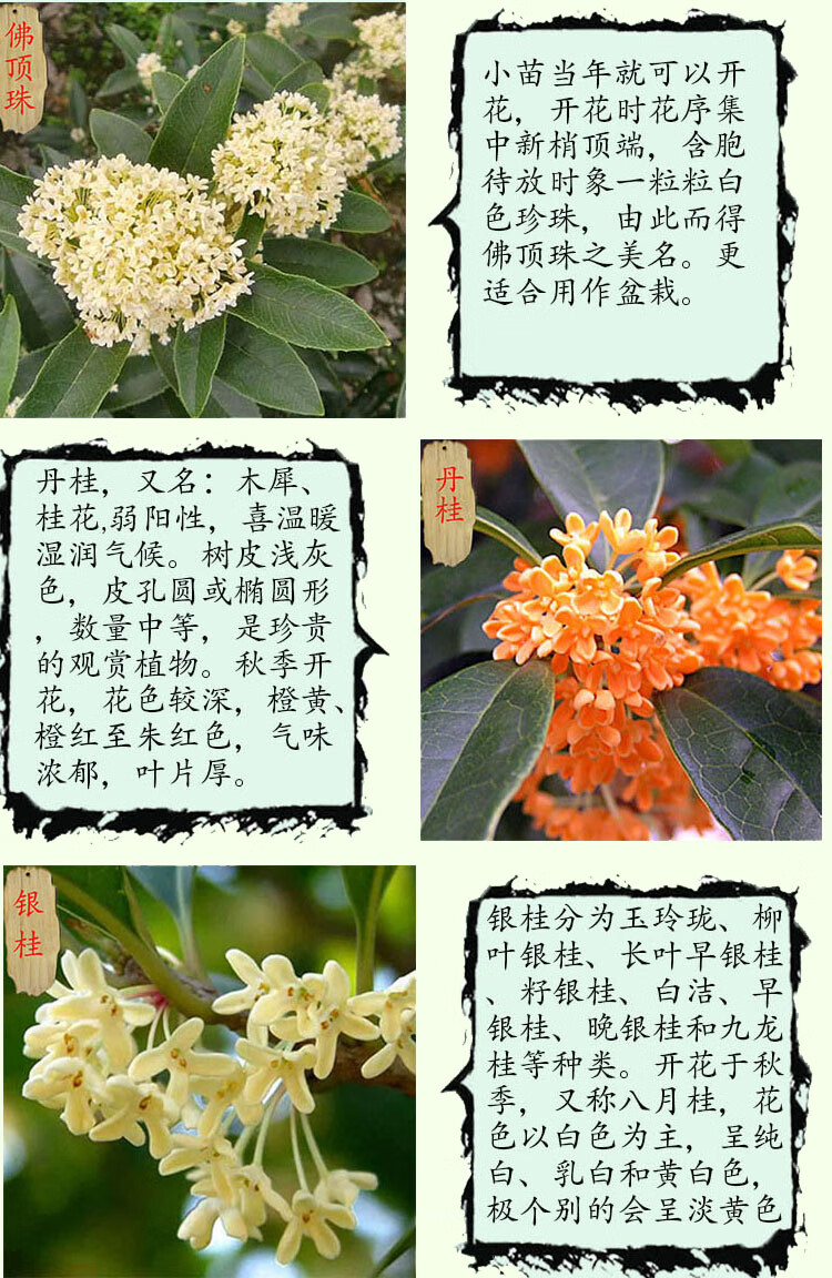 丹桂四季桂花树苗浓香型室内庭院客厅植物八月金桂花盆栽金桂花树苗 3