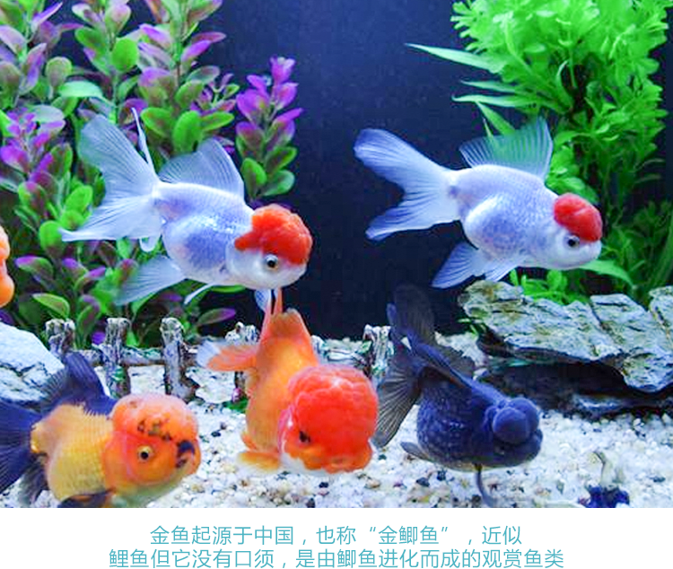 易萌金鱼活体淡水观赏鱼锦鲤鱼活体草金鱼蝶尾兰寿宠物鱼活体鱼红锦鲫