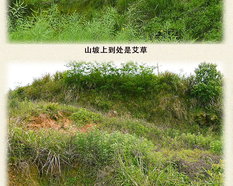 艾世康【艾叶艾草精选】干艾叶泡脚包足艾叶发汗山地月子2袋浴粉泡澡家用洗头发汗月子 【山地艾叶买1 送1】发2袋详情图片10