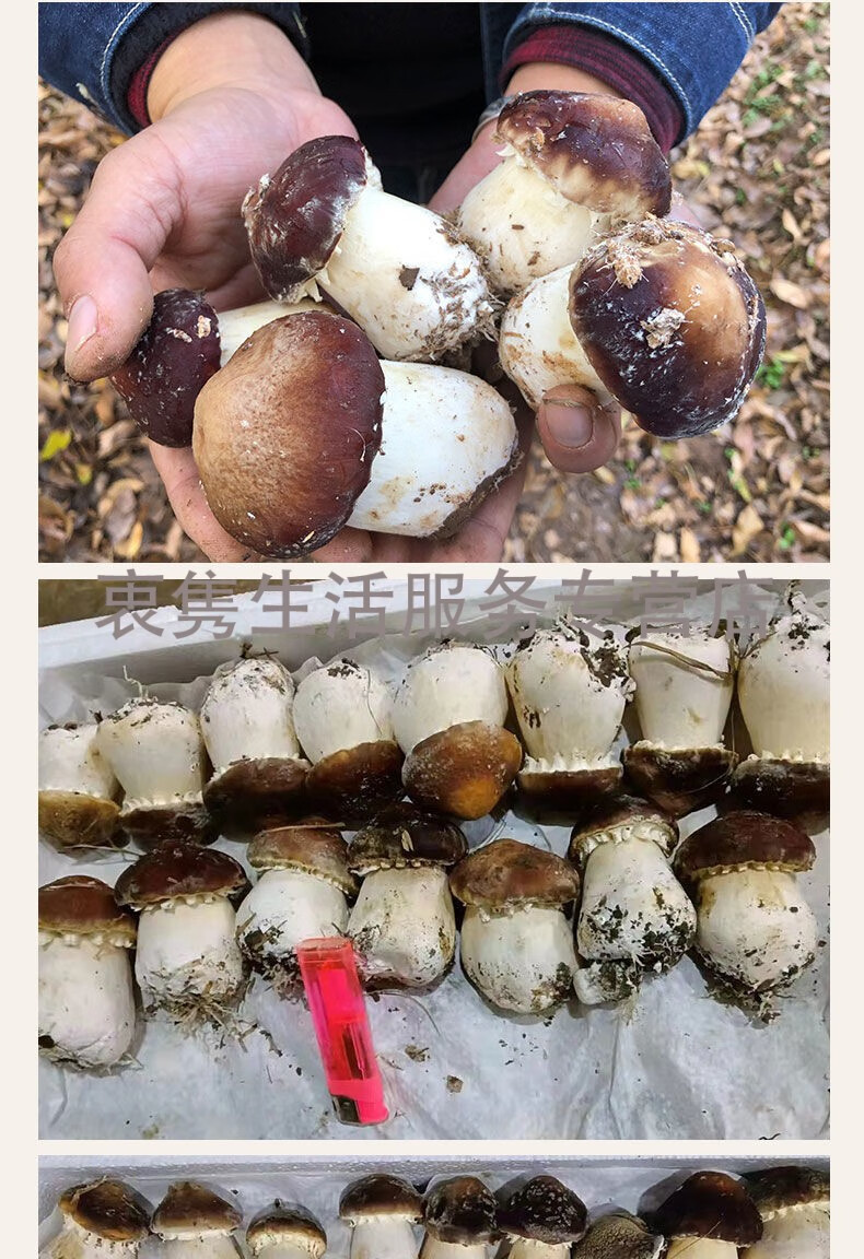 松茸菇新鲜赤松茸大球盖菇姬松茸食用菌大个家用新鲜赤松茸5斤装净重