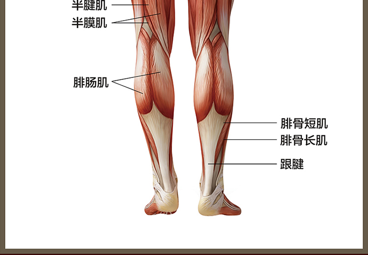 人体肌肉解剖图挂图结构分布图示意图海报宣传画骨骼图人体器官图生活